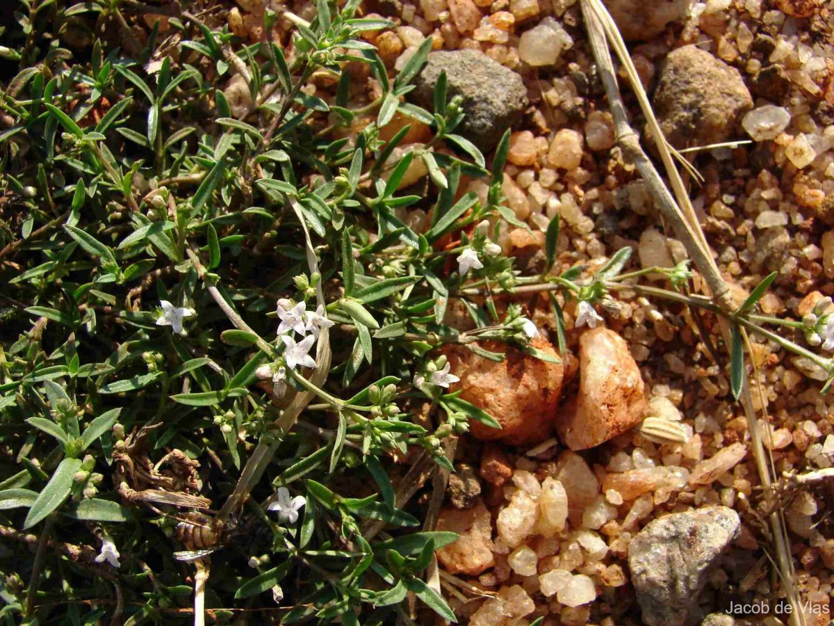 Oldenlandia umbellata L.